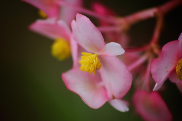 Une fleur rose et jaune avec un centre jaune.