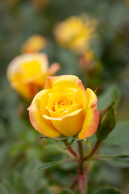 Photo fleur de rose jaune dans un jardin