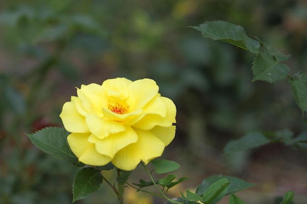 Fleur rose jaune en fleur sur une plante de rose Beau buisson de roses jaunes dans un jardin de printemps Gros plan d'une rose jaune