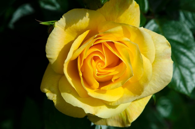 Fleur rose jaune en gros plan