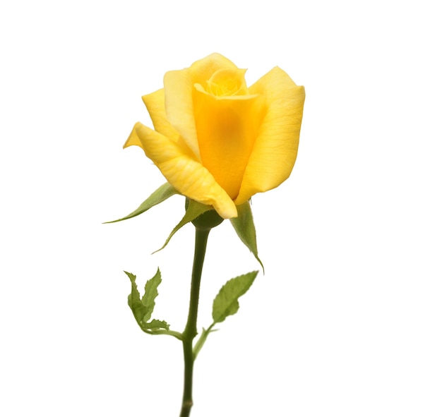 Fleur rose jaune isolé sur fond blanc carte de mariage mariée salutation été printemps mise à plat vue de dessus amour Saint Valentin
