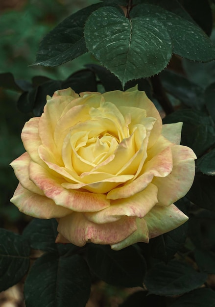 fleur de rose jaune romantique pour la saint valentin