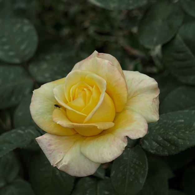 fleur de rose jaune romantique pour la saint valentin