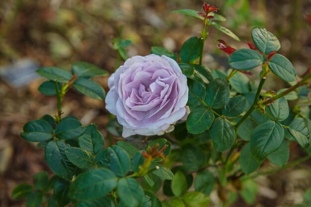 Fleur de rose de lune bleue