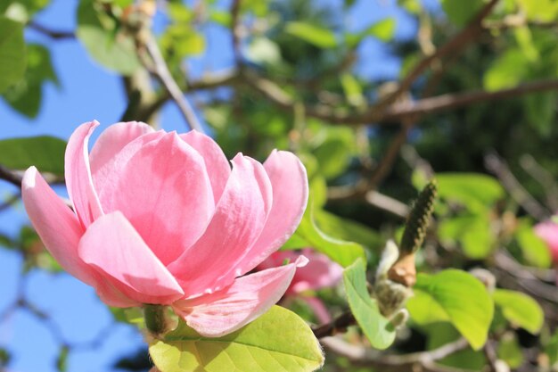 Fleur rose d'un magnolia