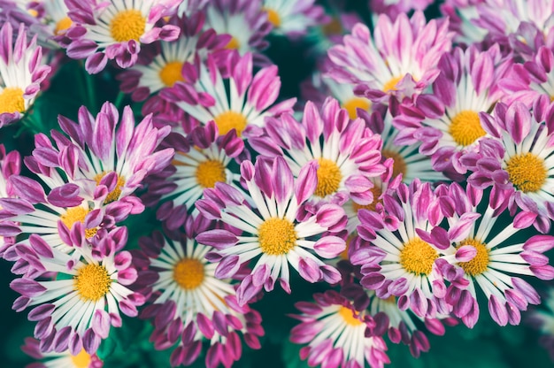 Fleur rose marguerite avec pollen jaune qui fleurit dans le jardin