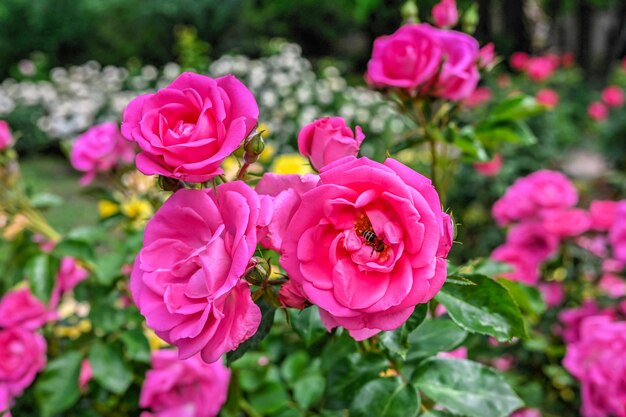 Photo fleur rose mary rose sur fond de feuilles vertes