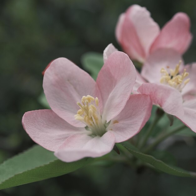 Une fleur rose avec le mot " dessus " dessus