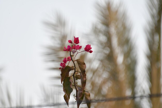 Une fleur rose avec le mot " dessus "