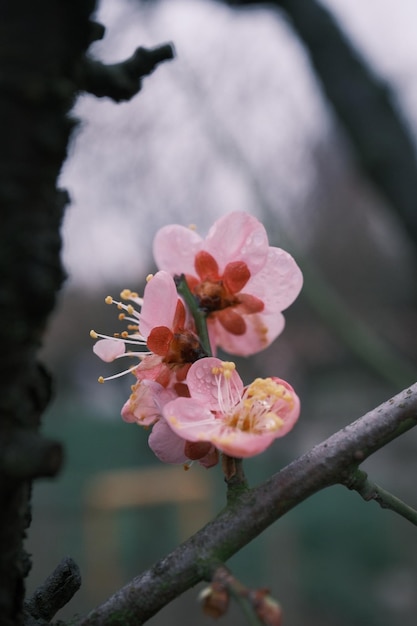 Une fleur rose avec le mot "printemps" dessus