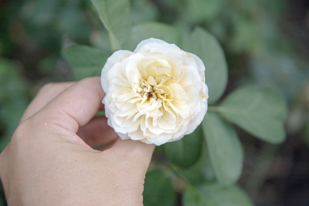 Fleur rose nature sur jardin