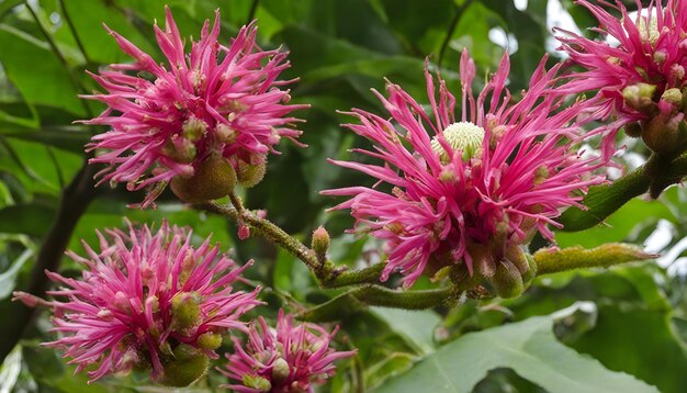 Photo une fleur rose avec le nom de rhododendron dessus