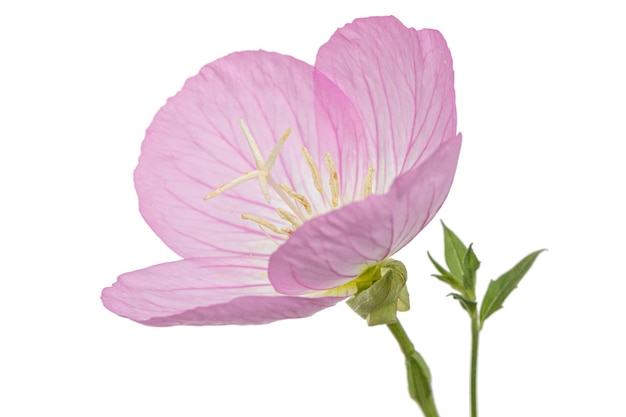 Fleur rose d'Oenothera isolé sur fond blanc