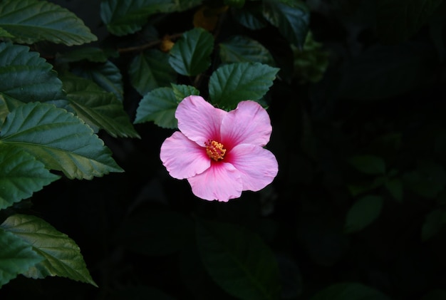 Photo fleur rose ouverte sur fond vert naturel