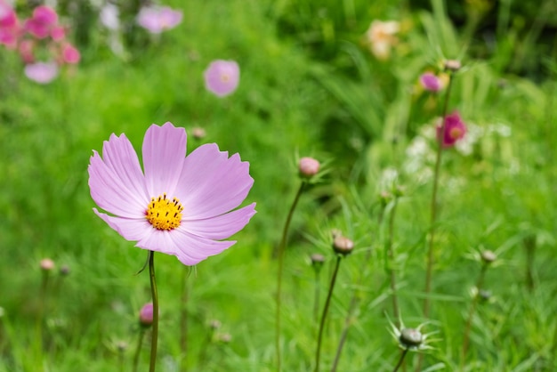 Fleur rose parmi les feuilles vertes se bouchent