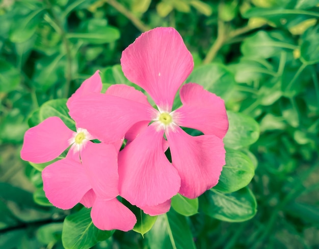 La fleur rose de pervenche de Madagascar fleurit C'est une plante qui utilise des extraits pour fabriquer des médicaments contre le cancer