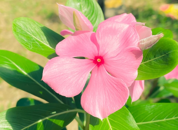 La fleur rose de pervenche de Madagascar fleurit C'est une plante qui utilise des extraits pour fabriquer des médicaments contre le cancer