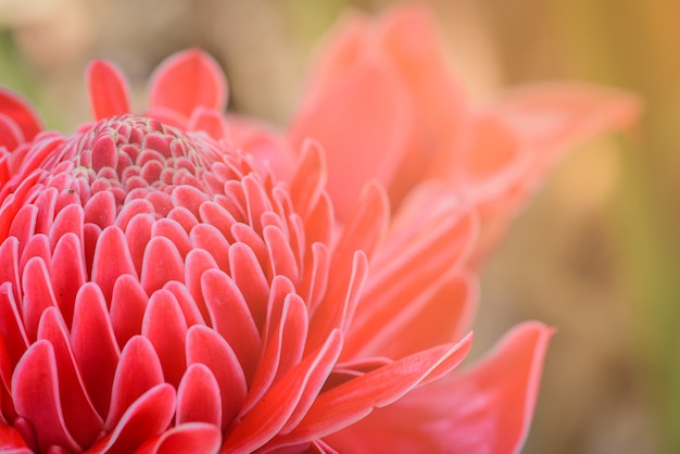 Fleur rose pétale torche gingembre