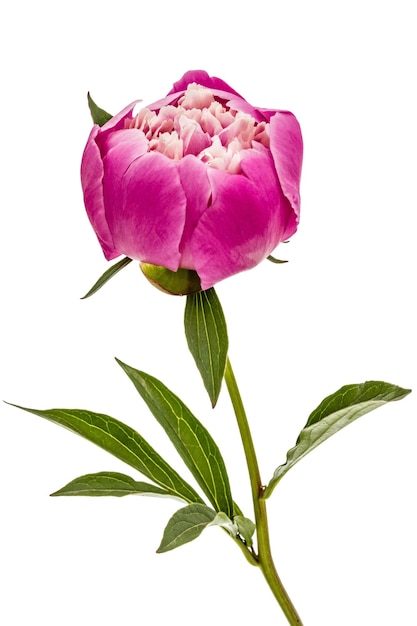 Photo fleur de rose de la pivoine lat paeonia isolée sur fond blanc