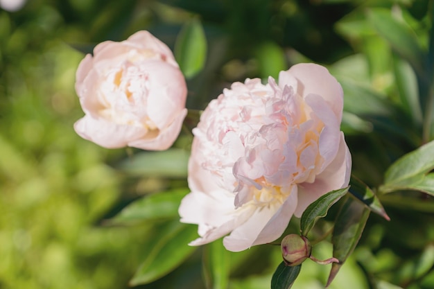 Fleur rose Pivoine qui fleurit sur fond de fleurs de pivoines Fond naturel