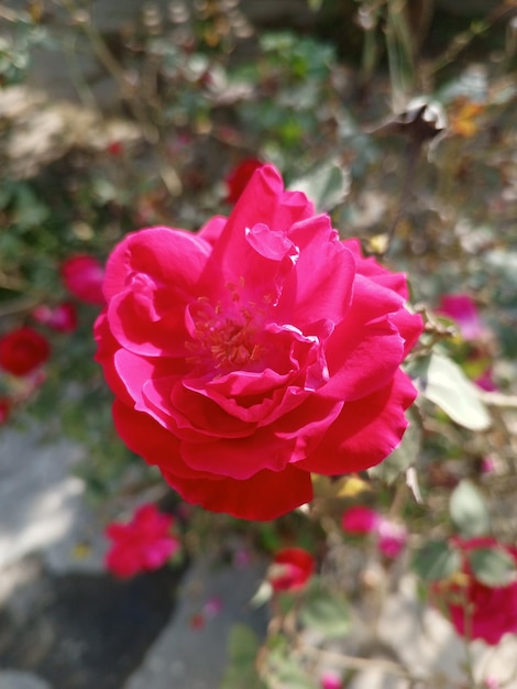 Fleur de rose avec plante belle fleur tendance image de fleur de village