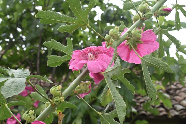 Fleur rose de plante de guimauve