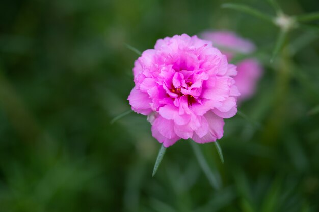 Photo fleur rose portulaca oleracea fond vert