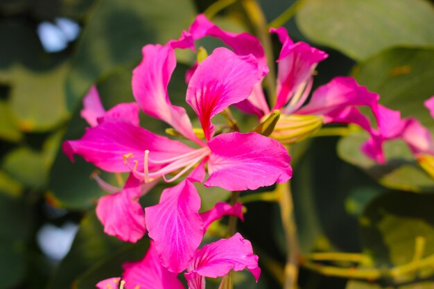 La fleur rose et pourpre de l'orchidée