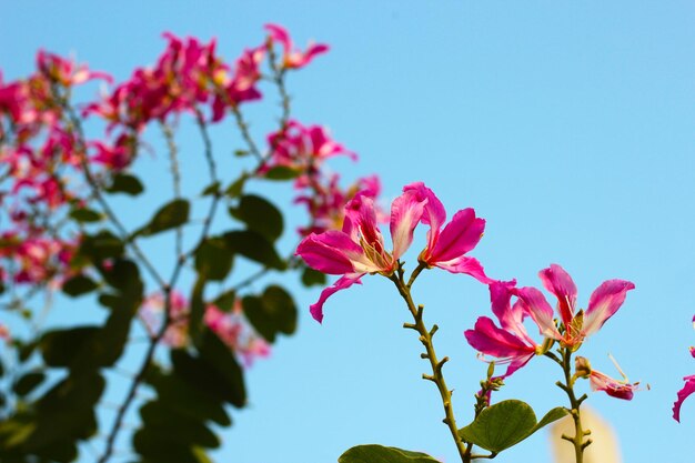 La fleur rose et pourpre de l'orchidée