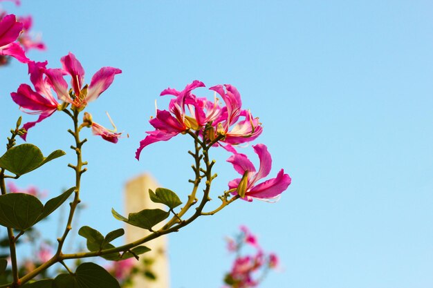 La fleur rose et pourpre de l'orchidée