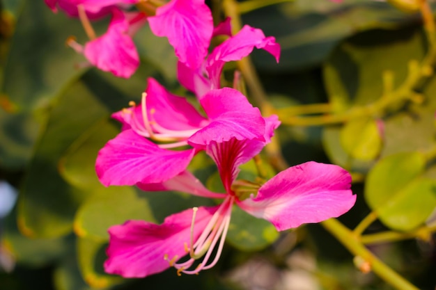 La fleur rose et pourpre de l'orchidée