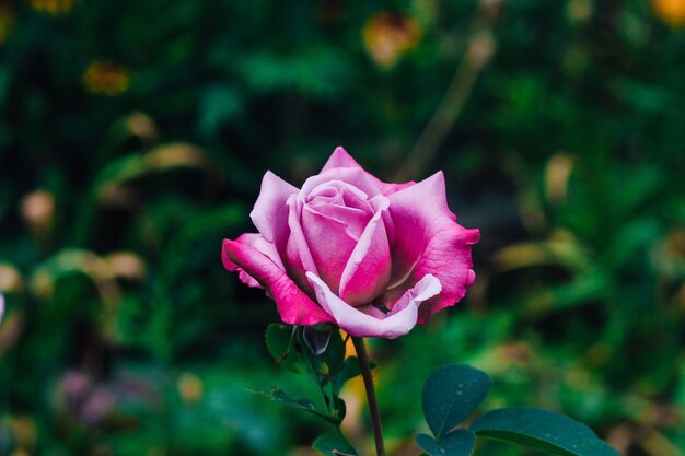 fleur rose pourpre qui fleurit dans le jardin de fond vert