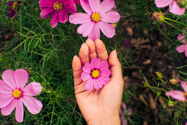 fleur rose qui fleurit dans le champ qui fleurit dans le jardin