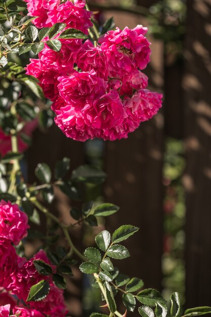 Fleur rose qui fleurit sur fond de bois dans le jardin de roses. La nature.