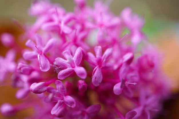 fleur rose romantique dans le jardin