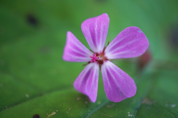 fleur rose romantique dans le jardin