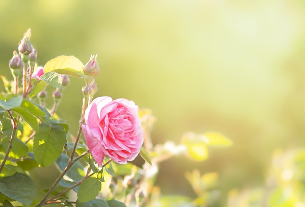 fleur rose rose fleurit dans le jardin sous les rayons du soleil