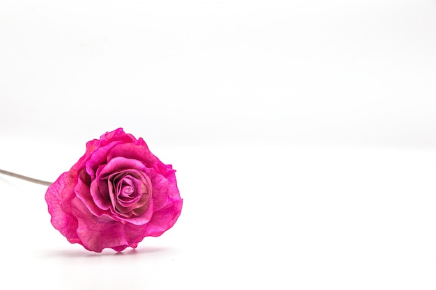 Photo fleur rose rose séchée isolée