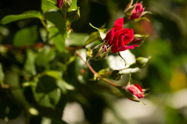 Fleur rose rouge avec des bourgeons sur fond de gui vert