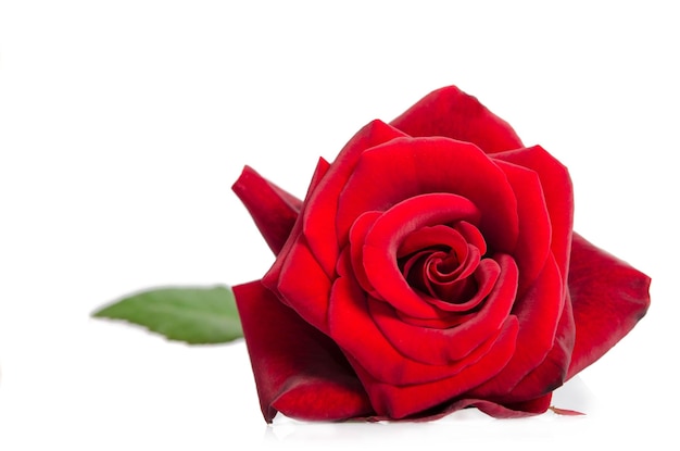 Photo une fleur de rose rouge en cadeau