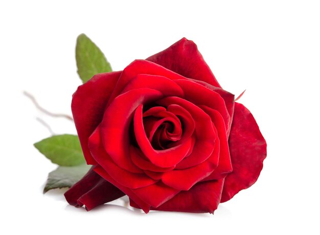 Photo une fleur de rose rouge en cadeau