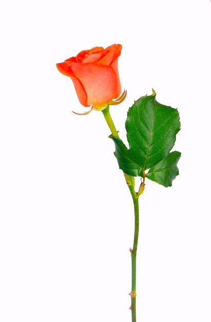 Fleur rose rouge avec chemin de détourage vue latérale Belle fleur rose rouge unique sur tige avec des feuilles isolées sur fond blanc Objet Natur pour la conception à l'anniversaire de la fête des mères Saint Valentin