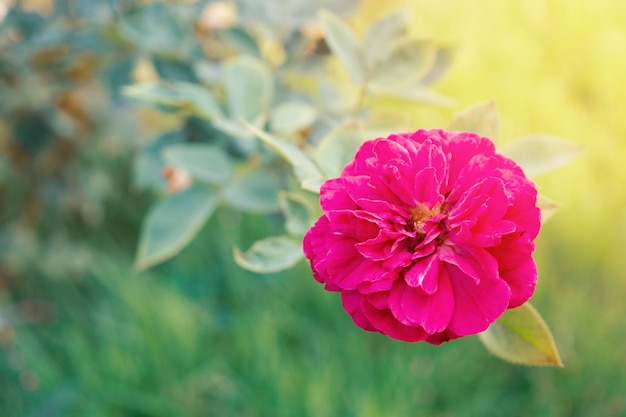 Fleur rose rouge dans le jardin vert