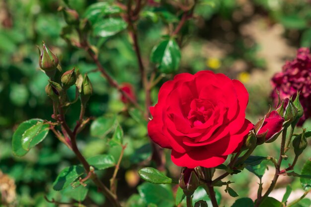 Fleur rose rouge dans le jardin