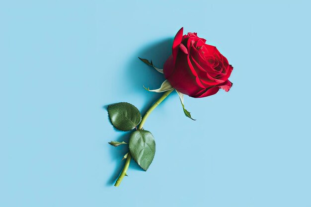Fleur rose rouge sur fond bleu concept de vacances romantique Saint-Valentin