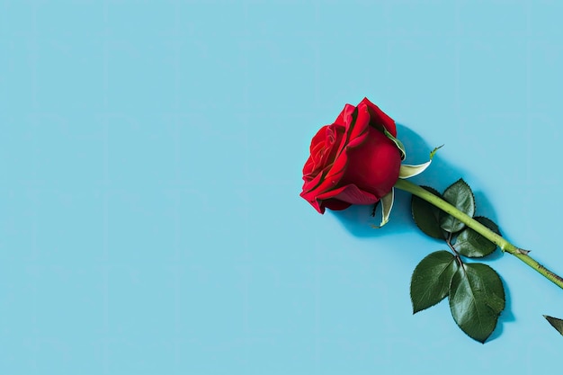 Fleur rose rouge sur fond bleu concept de vacances romantique Saint-Valentin