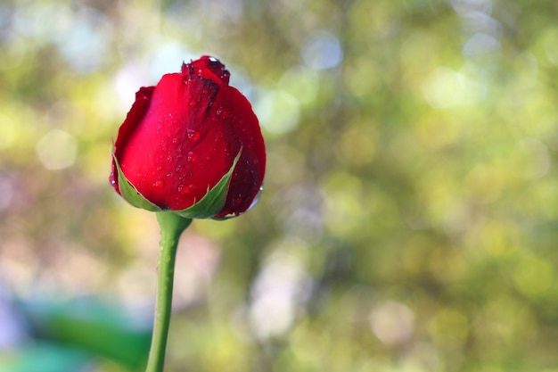 Fleur rose rouge sur fond de bokeh naturel.