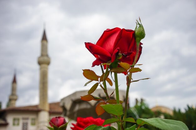 Photo fleur de rose rouge sur un fond flou avec la mosquée tatare de crimée