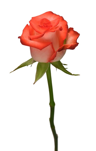 Fleur rose rouge isolé sur fond blanc Carte de mariage mariée Voeux Été Printemps Mise à plat Vue de dessus Amour Saint Valentin