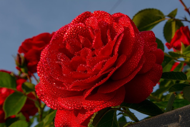 Une fleur de rose rouge avec de petites gouttes de rosée sur les pétales